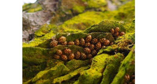 Broad Walk empire for Castle Fraser ladybirds